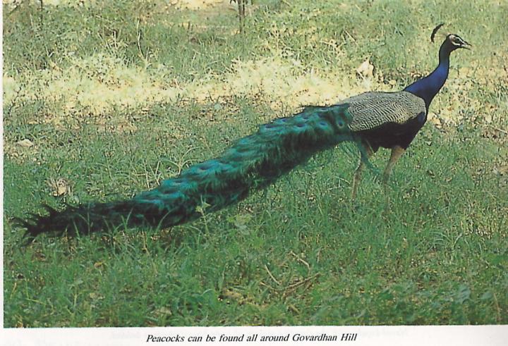 Peacock at Govardhan Hill